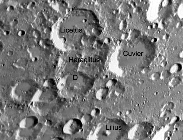 Licetus